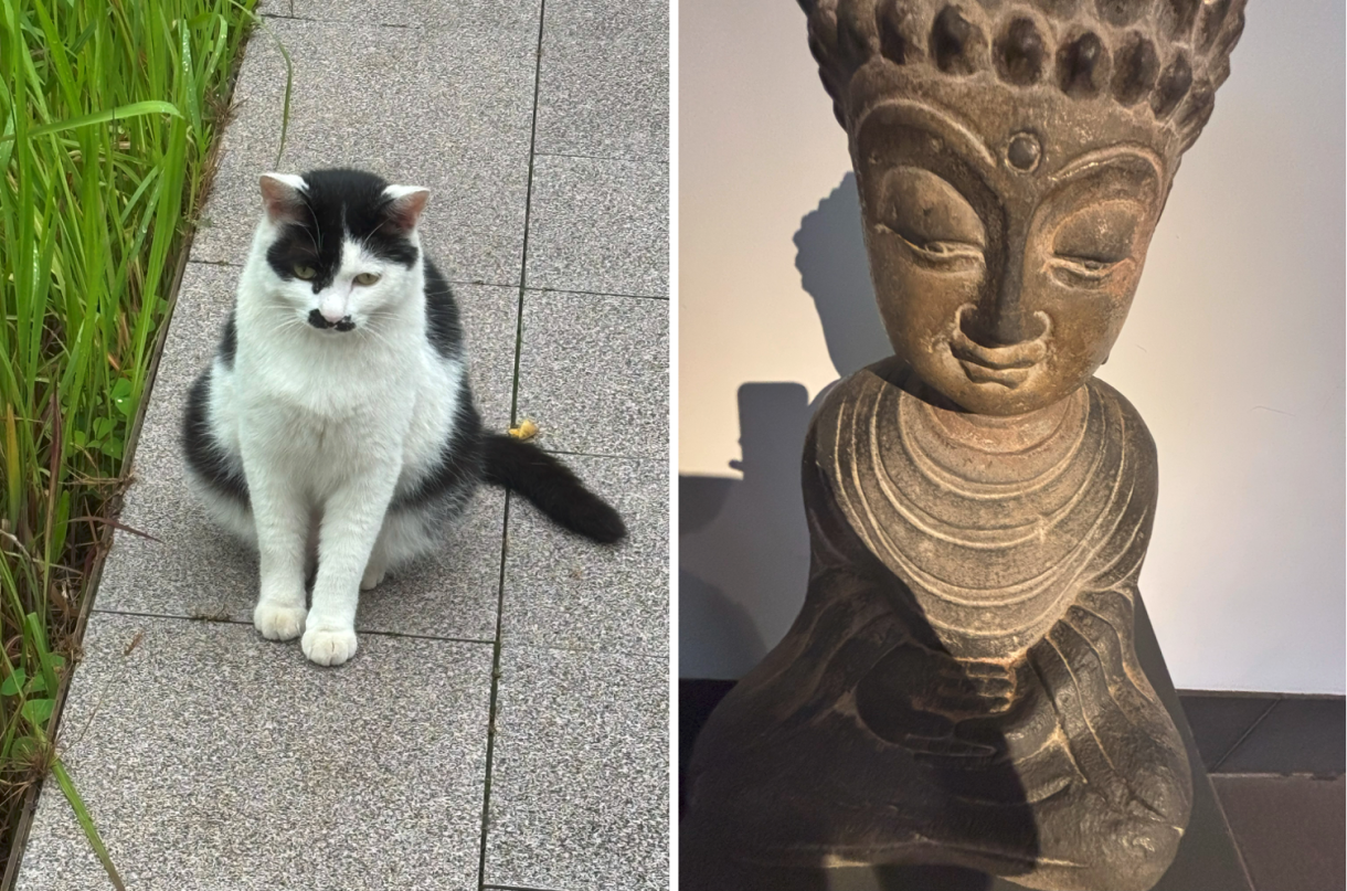 left: a black-and-white cat; right: a stone Bodhisattva